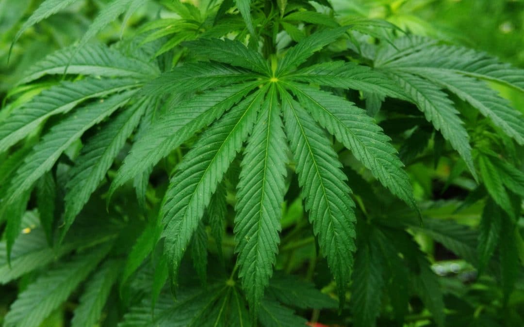 大麻危害遠比公眾認知的更嚴重