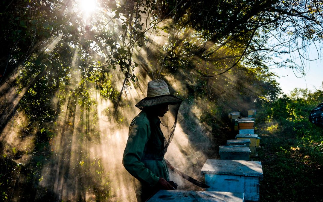 疫情影響下 紐蜂蜜業務招聘急增