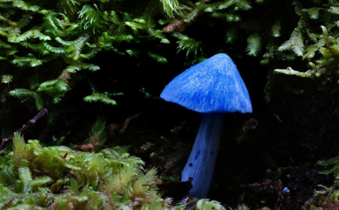 紐西蘭森林中的藍色精靈