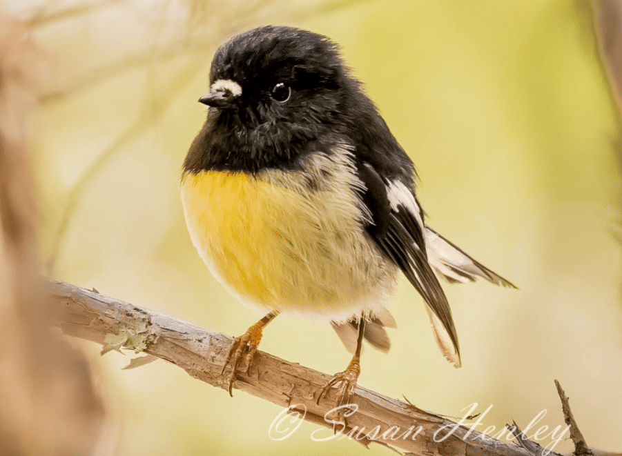 森林中的大頭鳥——紐西蘭山雀Tomtit