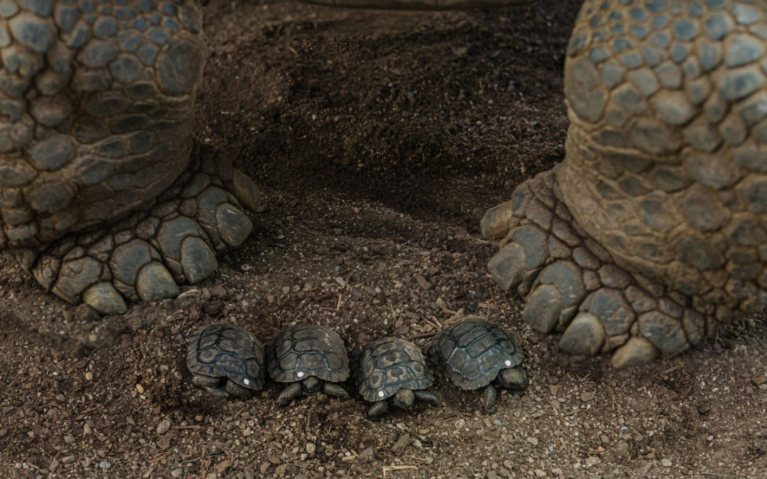 讓同行難以置信，奧克蘭動物園竟一下孵化出4只稀有陸龜！