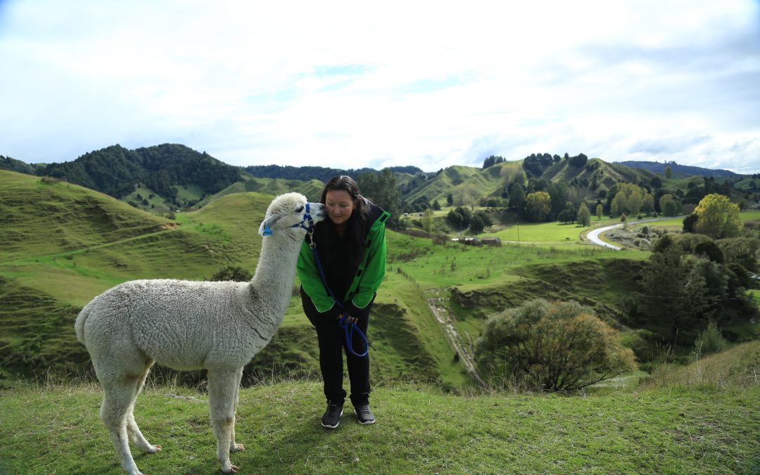 萌貨集結- 有1000多只羊駝的紐村農場 Necalea Alpacas