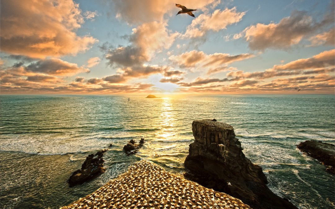 奧克蘭西海岸 ——穆裡懷海灘（Muriwai Beach） 《國家地理》 30大美景之一 ——皮哈海灘（Piha Beach）衝浪勝地  最佳日落觀賞地凱裡凱裡海灘——（Karekare Beach）《鋼琴課》拍攝地