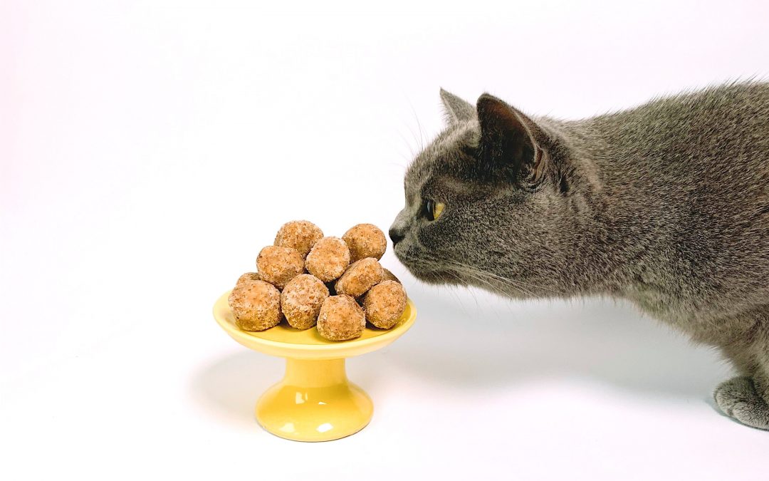 紐西蘭寵物貓咪餐費賬單大揭秘