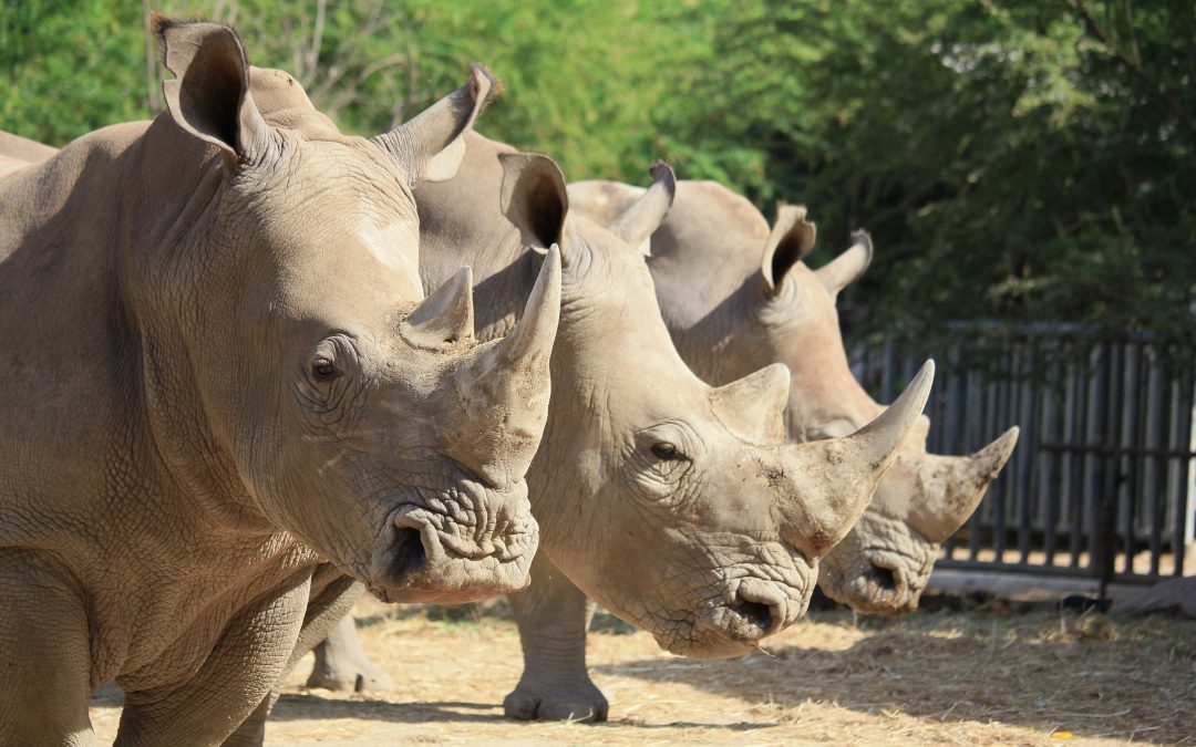 犀牛也有MIQ？ 基督城野生動物園花140萬建設犀牛保護中心