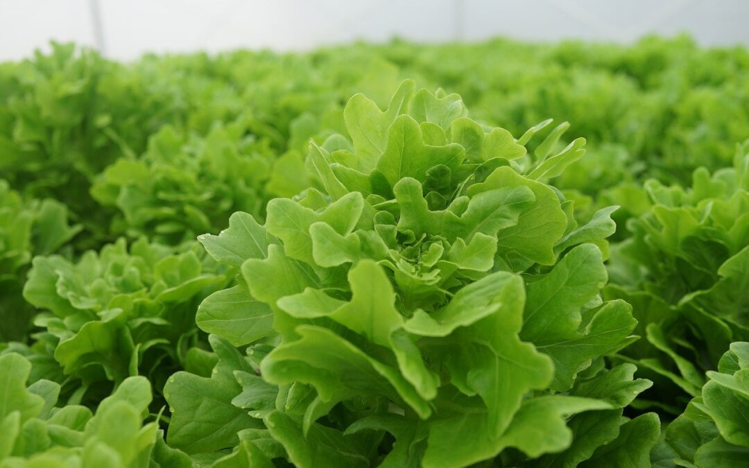 全紐首個巨型溫室建造中 預計明年開始 就可全年生產沙拉蔬菜了