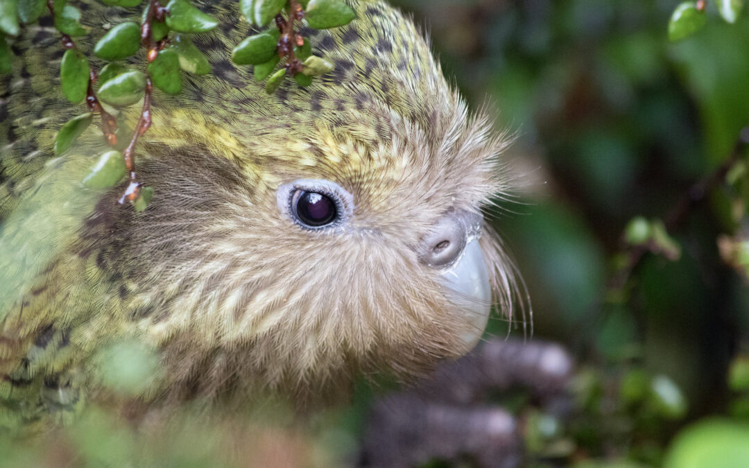 想拍出好照片？DOC推薦的五個野生動物拍攝技巧請查收