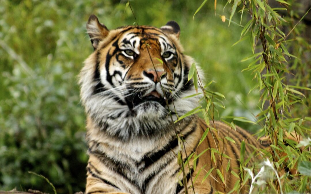 漢密爾頓動物園 為世界第二長壽的極度瀕危老虎慶生