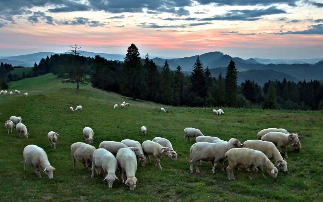 紐西蘭農場主培育出綿羊新品種 肥壯聰明還無需剪毛