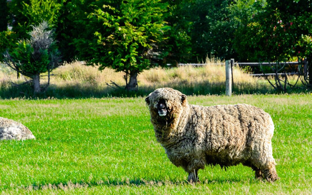 美利奴綿羊Shrekapo 於復活節市場首次剪毛