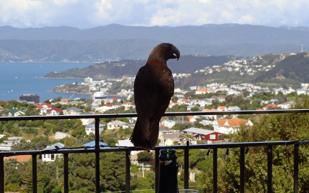難道卡卡鸚鵡也有旅行假期？紐西蘭專家也無法解釋