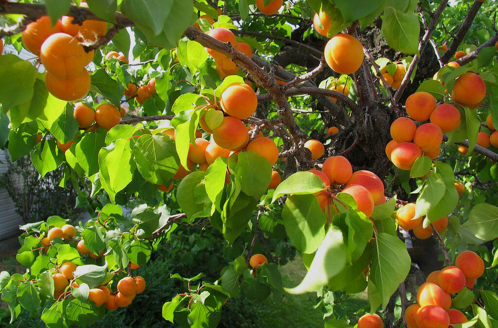 歷經二十年 新品種杏子研發成熟
