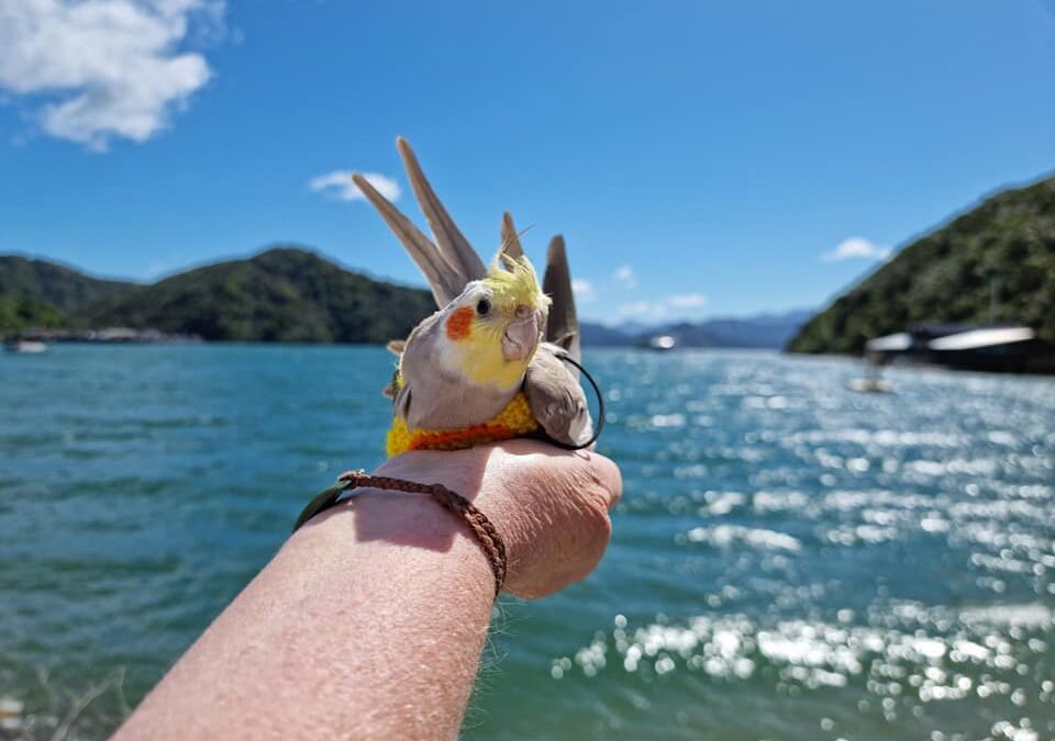 奧利(OllieThe Cockatiel)：小小的鳥兒 大大的世界