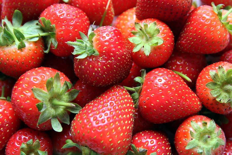 高科技栽培 新鮮草莓天天有