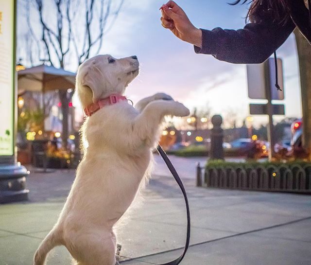 雪崩救援犬伊柯 在雪地中尋找生命