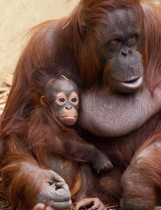 奧克蘭動物園的小猩猩巴赫米成為明星