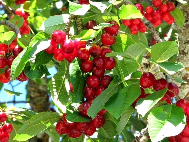 櫻桃種植者預計今年水果產量創紀錄