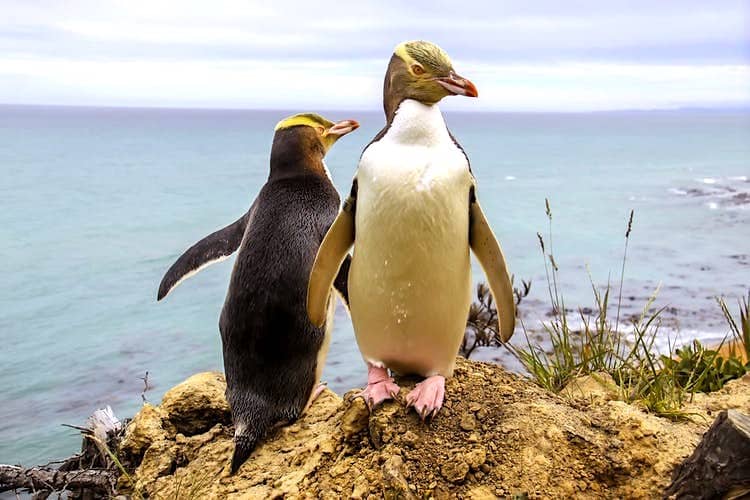 極度瀕危的黃眼企鵝首度人工孵化成功