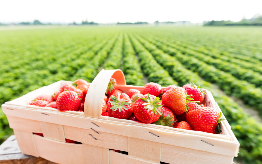 紐西蘭面臨草莓短缺 價格再漲