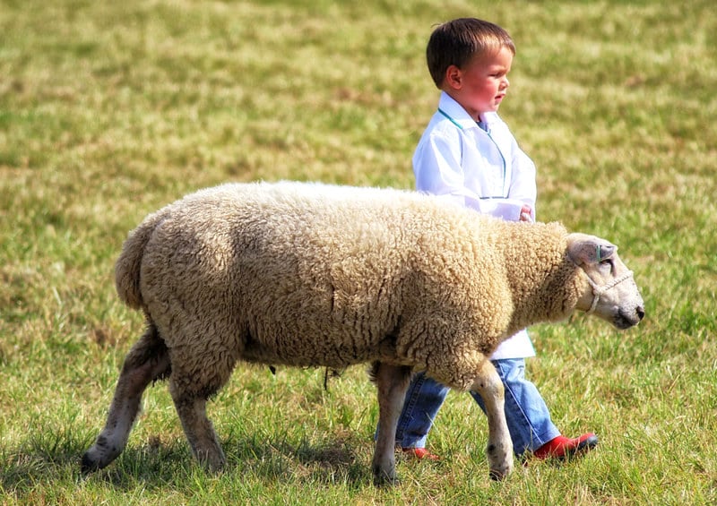 11歲男孩成為紐西蘭最年輕綿羊飼養員