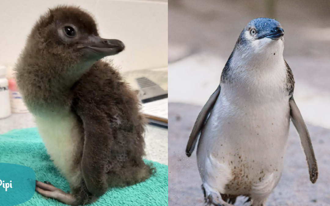 新成就：小藍企鵝在水族館誕生