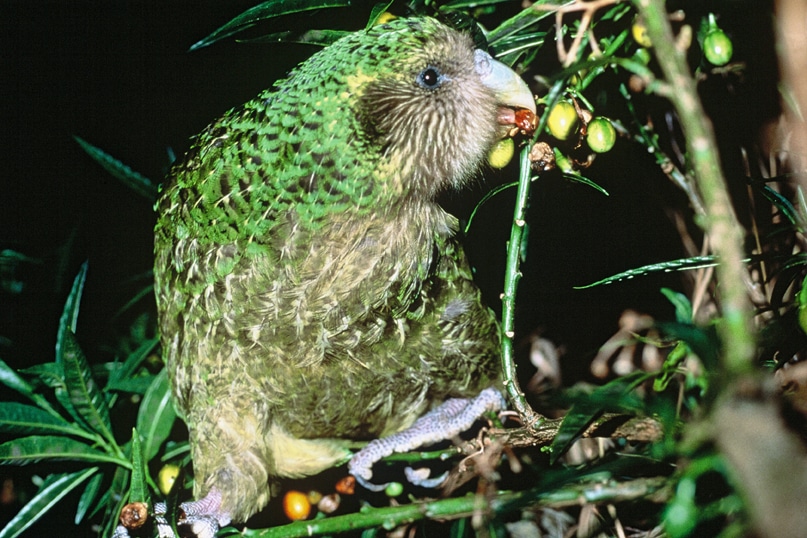 纽本土鴞鸚鵡四十年後重返北島生態保護區