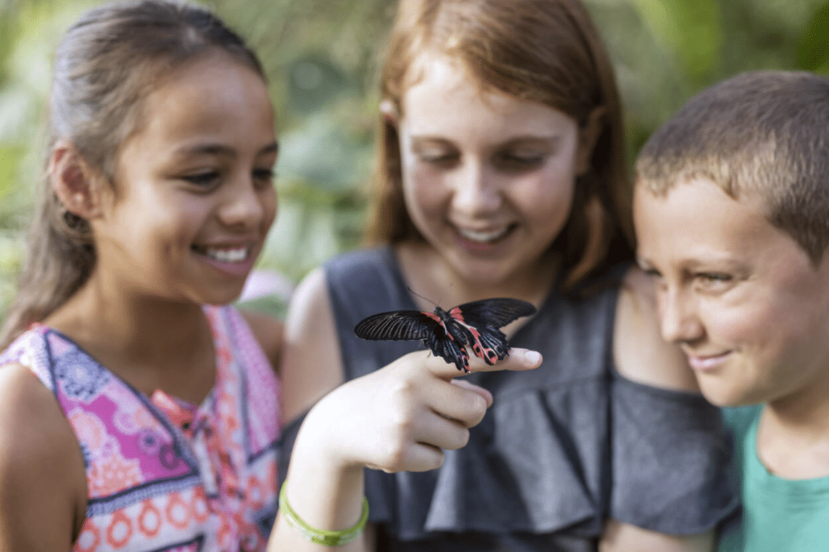 孩子們在觀賞美麗的蝴蝶。